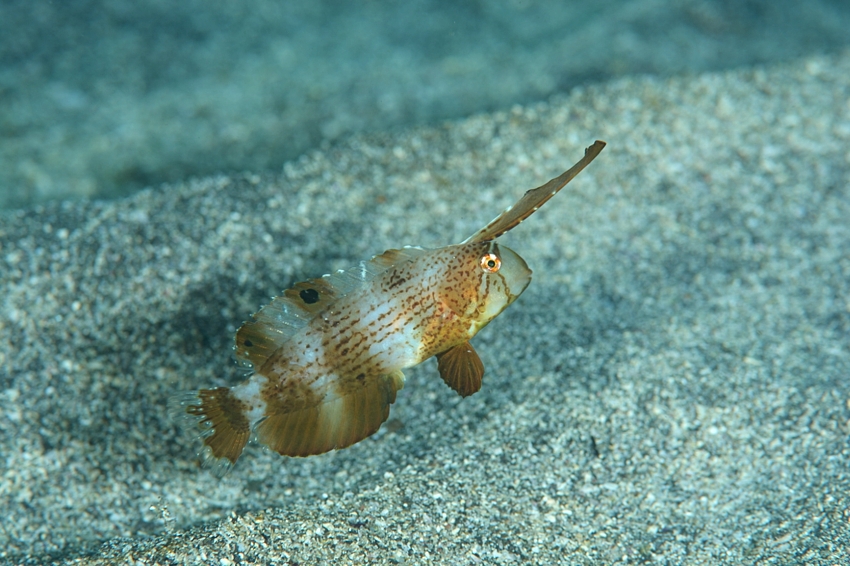 DSC_8698A