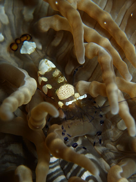 P1253411