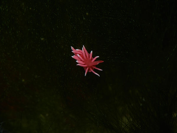 P1253396