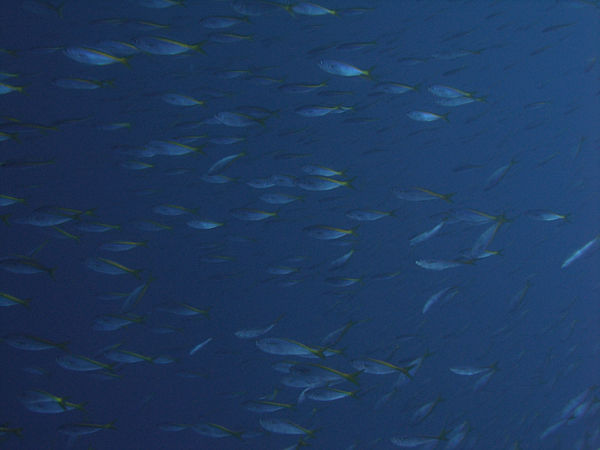 P1263508