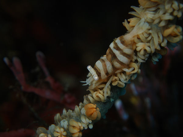 P1253384