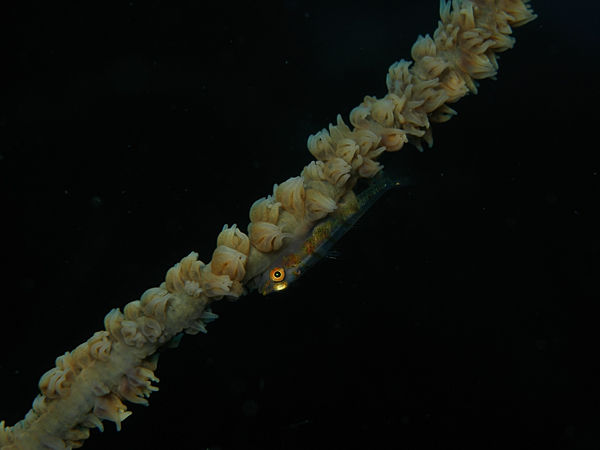 P1263468