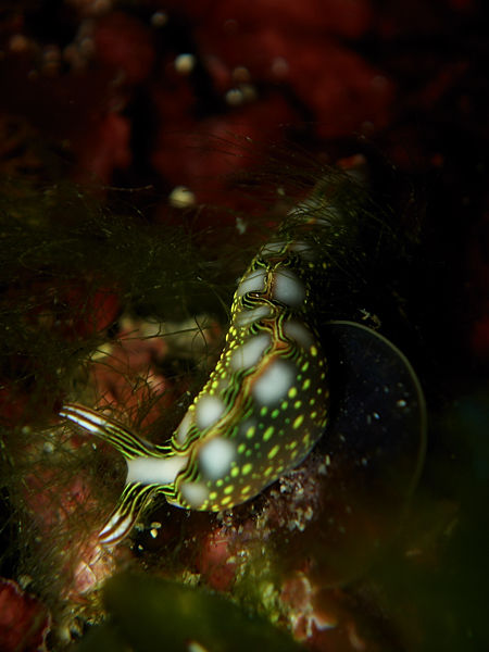 P1253394