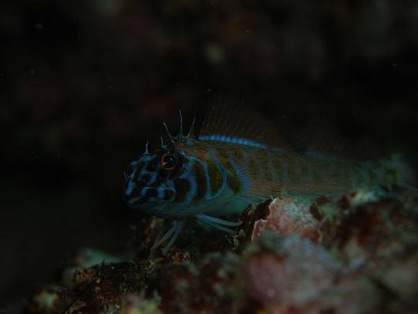P1273620