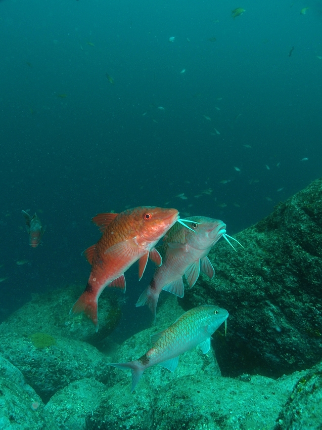 17-05-05-osezaki-okinahimeji-P5054507