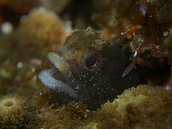 P1253354
