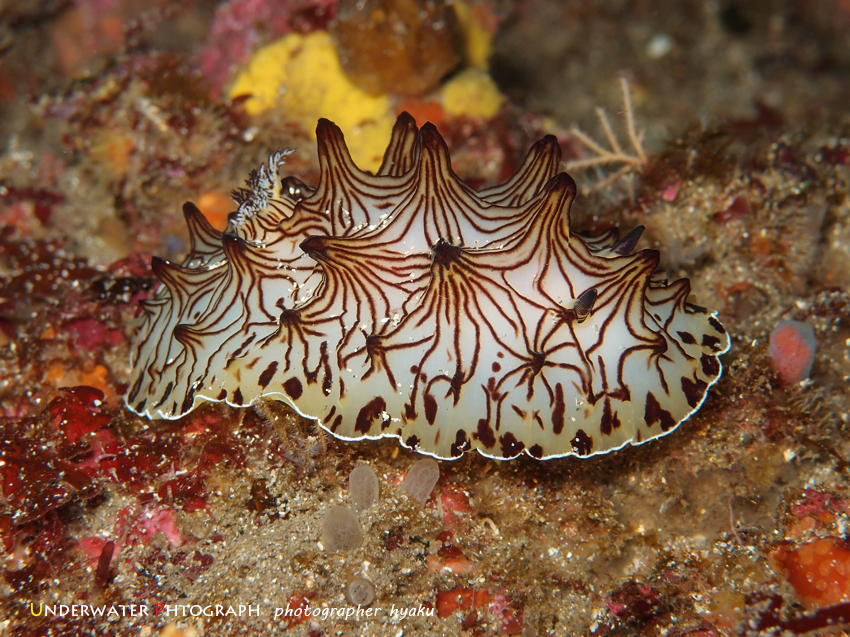 最高の品質 インターネットウミウシ : Underwater Photograph 帽子