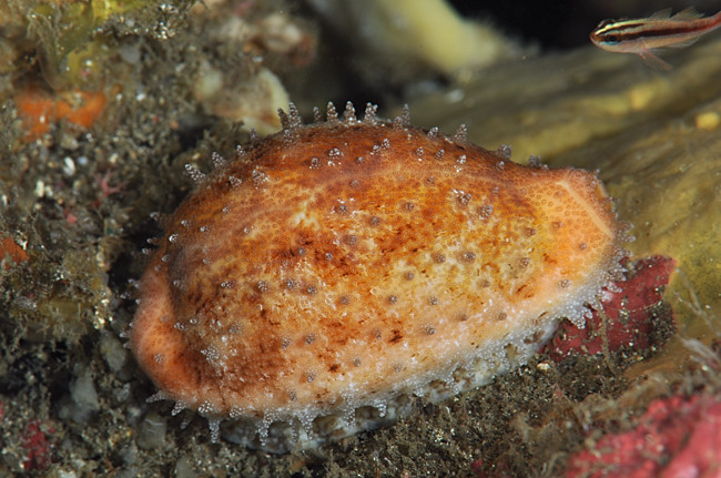 ニッポンダカラ : Underwater Photograph