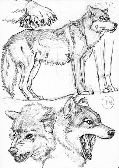 狼　鉛筆画 狼🐺の鉛筆画、完成しました✏️✨ 約1年間、絵を描く気にもな