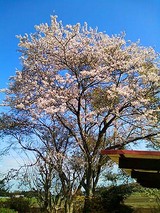 sakura2