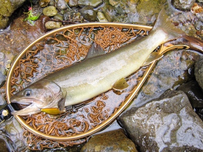木曽川水系 釣果報告 ヤマトイワナ34センチ Blink Original Lures