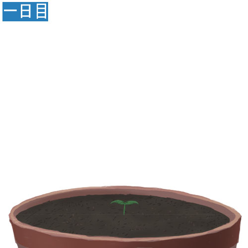 安価で植物を育てる