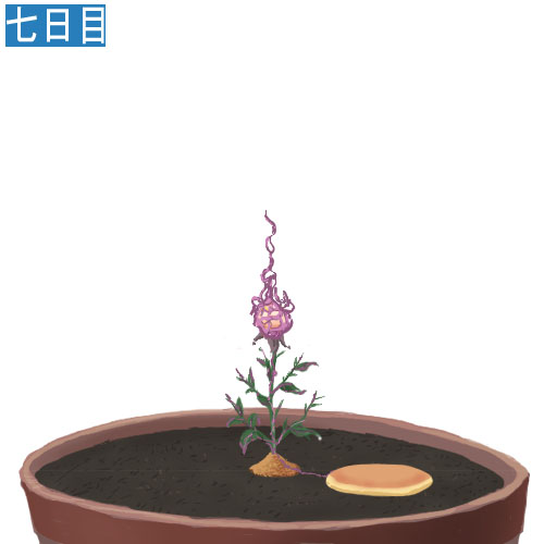 安価で植物を育てる