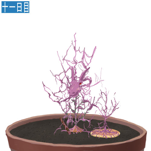 安価で植物を育てる