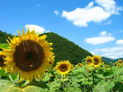 空の画像