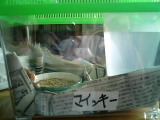 実験用のマウスもらってきた