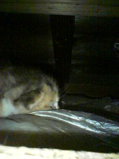 【ヘルプ】壁の奥に子猫?がいるっぽいんだが・・・