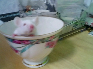 実験用のマウスもらってきた