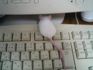 実験用のマウスもらってきた