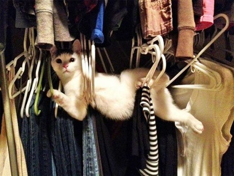 pets_dont_always_get_how_human_furniture_works_640_08