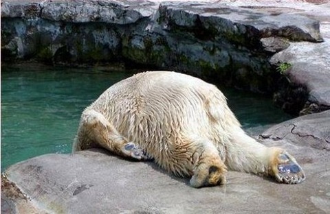 15-hungover-animals-who-have-no-regrets-funny-animal-photos7