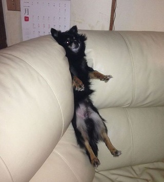 pets_dont_always_get_how_human_furniture_works_640_25