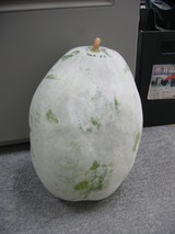 冬瓜