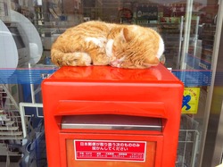 ポスト+猫