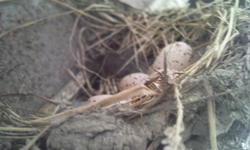 Photo036