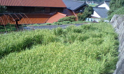 CA370003