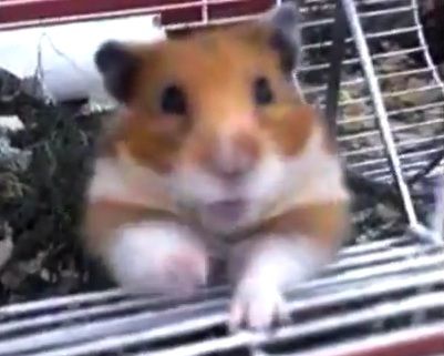 a ham nyu
