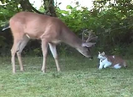 a deer