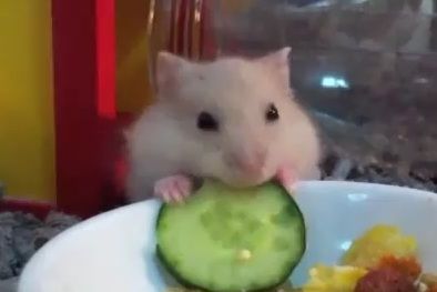 a ham eat q