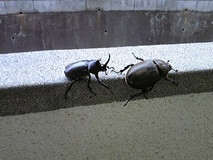 現場にいたカブトムシ達