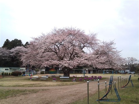 校庭の桜