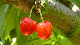 cherries-178148_1920