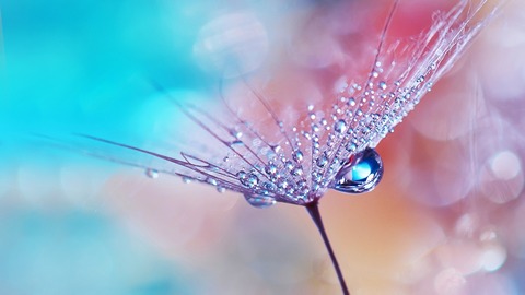dew_drops_on_flower-1280x720