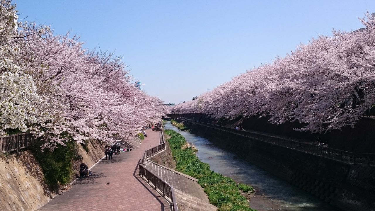 石神井川 桜 に対する画像結果