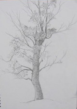 モノクロ鉛筆画 自然の風景 木製フレーム付き モノクロ鉛筆画 自然の風景 木製フレーム付き 風景 自然の絵