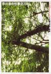 050714hayakawa14
