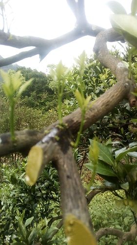 IMG_20180406_152709