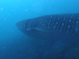 P1230695