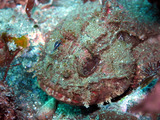 M0011241