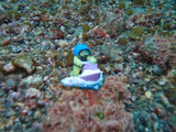 P2050102
