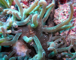 M0011229