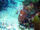 M0011196