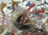 M0011184