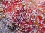 M0011236