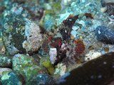M0011249