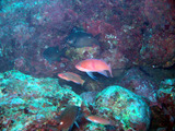 P2050147